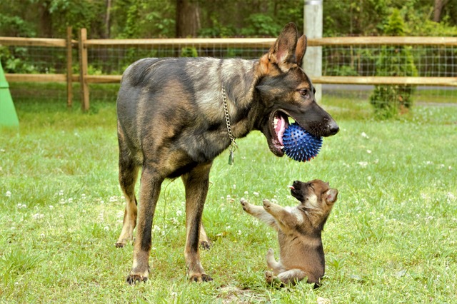 Ball and Tongue Wolf and up